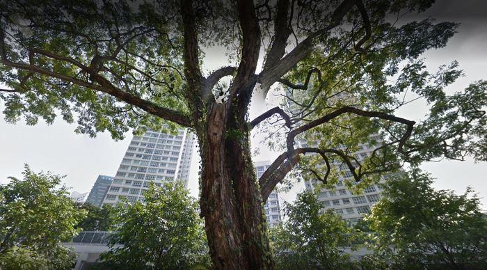 TELOK BLANGAH TOWERS thumbnail photo